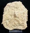 Fossil Jurassic Echinoderm (Acrosalenia) Spines - France #3172-3